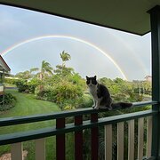 Home Owner wanting sitter in Hervey Bay, Queensland