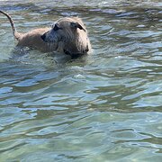 Home Owner wanting sitter in , New South Wales