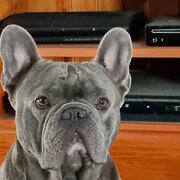 Home Owner wanting sitter in , Western Australia