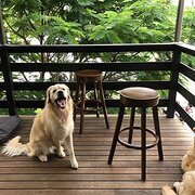 Home Owner wanting sitter in Brisbane, Queensland