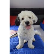 Home Owner wanting sitter in We are mid way between Sydney and Newcastle , New South Wales