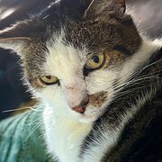 Home Owner wanting sitter in Adelaide, South Australia