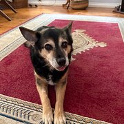 Home Owner wanting sitter in Newcastle, New South Wales