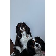 Home Owner wanting sitter in Hervey Bay, Queensland