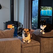 Home Owner wanting sitter in Bunbury, Western Australia