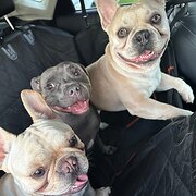 Home Owner wanting sitter in Brisbane , Queensland