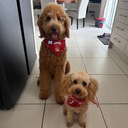 Home Owner wanting sitter in , Queensland