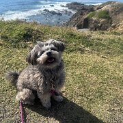 Home Owner wanting sitter in Coffs Harbour, New South Wales