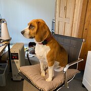 Home Owner wanting sitter in Wagga Wagga, New South Wales