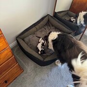 Home Owner wanting sitter in Adelaide, South Australia