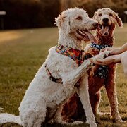 Home Owner wanting sitter in Port Macquarie , New South Wales