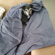 Home Owner wanting sitter in Scone , New South Wales