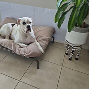 Home Owner wanting sitter in Upper Coomera Gold Coast, Queensland