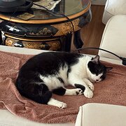 Home Owner wanting sitter in Gosford (7 minutes) Terrigal or Avoca (20 minutes), New South Wales