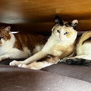 Home Owner wanting sitter in Sydney, New South Wales