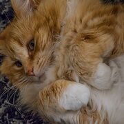 House Sitter - Dan & Jane