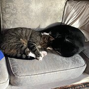 Home Owner wanting sitter in Montmorency, Victoria