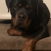 Home Owner wanting sitter in MELBOURNE, Victoria