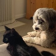 Home Owner wanting sitter in Hervey Bay, Queensland