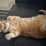 Home Owner wanting sitter in EDMONTON, Queensland