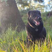 Home Owner wanting sitter in Gold Coast, Queensland