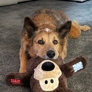 Home Owner wanting sitter in , Queensland