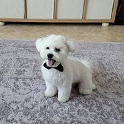 Home Owner wanting sitter in Gladstone and Bundaberg , Queensland