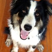 Home Owner wanting sitter in , Victoria