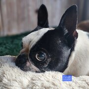 Home Owner wanting sitter in Gold Coast , Queensland