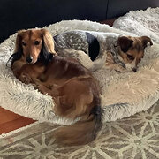 Home Owner wanting sitter in Olinda, Victoria