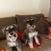 Home Owner wanting sitter in Perth, Western Australia