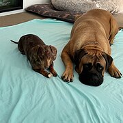 Home Owner wanting sitter in Brisbane, Queensland