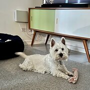 Home Owner wanting sitter in Victor Harbor , South Australia