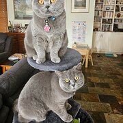 Home Owner wanting sitter in Belconnen , Australian Capital Territory