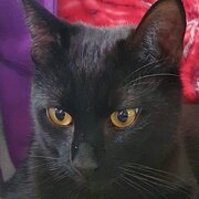 Home Owner wanting sitter in , Queensland