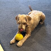 Home Owner wanting sitter in , South Australia