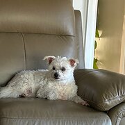 Home Owner wanting sitter in Shepparton , New South Wales