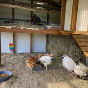 Home Owner wanting sitter in Cairns, Queensland