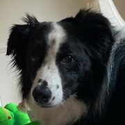 Home Owner wanting sitter in , Victoria