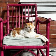 Home Owner wanting sitter in , New South Wales