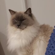 Home Owner wanting sitter in Phillip, Australian Capital Territory