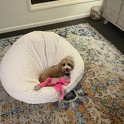 Home Owner wanting sitter in Mackay, Queensland