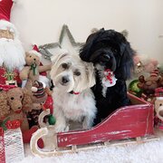 Home Owner wanting sitter in , New South Wales