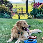 Home Owner wanting sitter in Mackay, Queensland