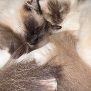 Home Owner wanting sitter in Melbourne, Victoria