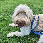 Home Owner wanting sitter in Brisbane, Queensland