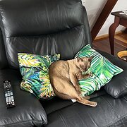 Home Owner wanting sitter in , Queensland