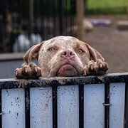 Home Owner wanting sitter in Penrith, New South Wales