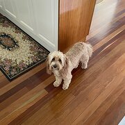 Home Owner wanting sitter in Maryborough , Queensland