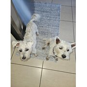 Home Owner wanting sitter in Brisbane, Queensland